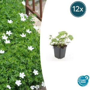 12x Géranium sang. 'Album' - ↕10-25 cm - Ø9 cm