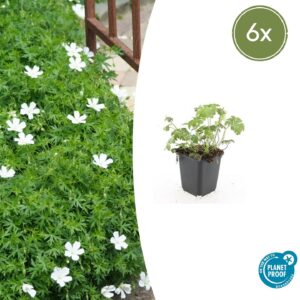 6x Géranium sang. 'Album' - ↕10-25 cm - Ø9 cm