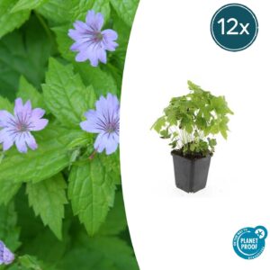 12x Géranium noueux - ↕10-25cm - Ø9cm