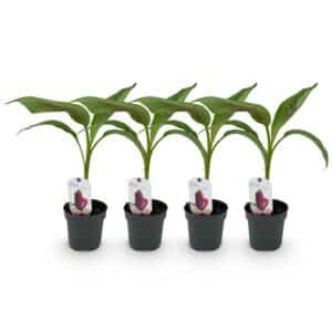 Green boutiQ - Fruitier - Bananier - Musa sikkemensis Red Tiger - Rustique - 4 plantes - Pot 12cm Hauteur 30cm