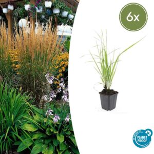 6x Calamagrostis aigu. 'Karl Foerster' - ↕10-25 cm - Ø9 cm