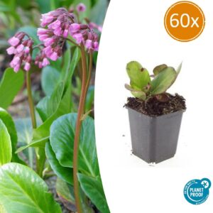 60x Bergenia cordifolia 'Herbstblüte' - ↕10-25cm - Ø9cm