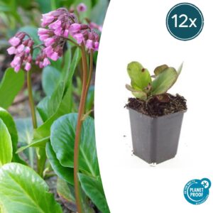 12x Bergenia cordifolia 'Herbstblüte' - ↕10-25cm - Ø9cm