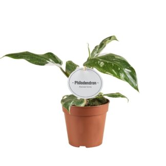 Philodendron Princesse Blanche Grade B - Ø12cm - ↕30cm