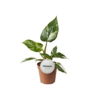 Philodendron Princesse Blanche - Ø12cm - ↕30cm
