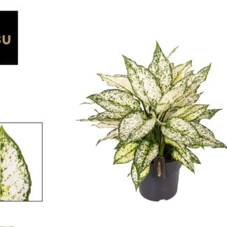 Kiwi blanc Aglaonema - Ø19cm - ↕40cm