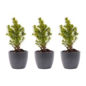 Mini sapin de Noël, lot de 3 - avec pot Boule Anthracite