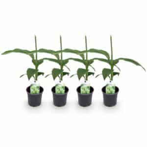 Green boutiQ - Plante fruitière - Bananier - Musa Basjoo - Rustique - 4 plantes - Pot 12cm Hauteur 30cm