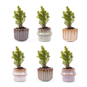 Mini sapin de Noël, lot de 6 - Avec cache-pots Barcelona