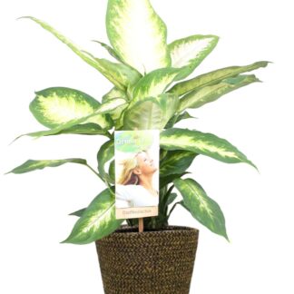 Dieffenbachia Camilla - Ø 17 cm - ↕ 45 cm + pot Selin Ø 18 x 16 cm - Noir