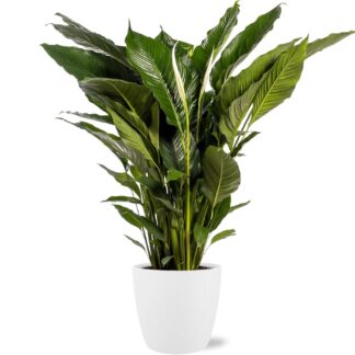 Spathiphyllum Sweet Sebastiano - Ø 24 cm - ↕ 110 cm + Pot Brussels D 25 x 23 cm - Blanc