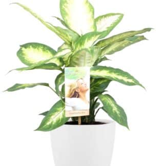 Dieffenbachia Camilla - Ø17cm - ↕45cm + Pot Brussels D18x17cm - Blanc