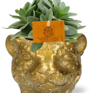 Senecio Cephalophorus - Ø10,5cm - ↕15cm + Jardinière Léopard D12x9,5cm - Doré