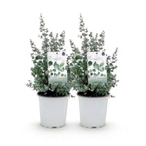 Green boutiQ - Plante de terrasse - Arbre d'eucalyptus - Eucalyptus gunni - Gris - 2 plantes - Résistant à l'hiver - Pot 17cm Hauteur 40cm