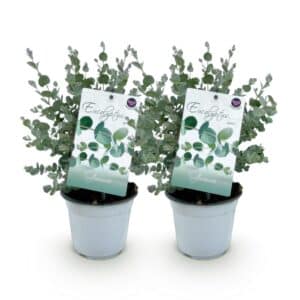 Green boutiQ - Plante de patio - Arbre d'eucalyptus - Eucalyptus gunni - Gris - 2 plantes - Résistant à l'hiver - Pot 14cm Hauteur 30cm