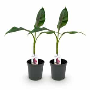 Green boutiQ - Fruitier - Bananier - Musa sikkemensis Red Tiger - Rustique - 2 plantes - Pot 17cm Hauteur 40cm