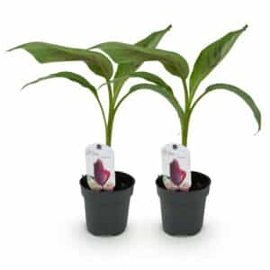 Green boutiQ - Fruitier - Bananier - Musa sikkemensis Red Tiger - Rustique - 2 plantes - Pot 12cm Hauteur 30cm