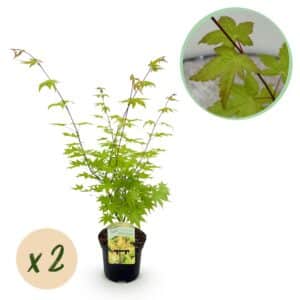Green boutiQ - Plante de patio - Érable du Japon - Acer palmatum Summergold - Jaune - 2 plantes - Caduc - Pot 19 cm Hauteur 70 cm
