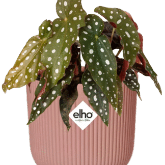 Bégonia Maculata + ELHO Vibes Fold 14 cm rose