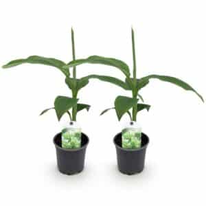Green boutiQ - Plante fruitière - Bananier - Musa Basjoo - Rustique - 2 plantes - Pot 12cm Hauteur 30cm