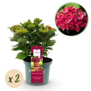 Green boutiQ - Plante de terrasse - Hortensia - Hydrangea Magical Teusday & Saphire - Rouge - 6-10 Fleurs - 2 Plantes - Pot 23cm Hauteur 55cm