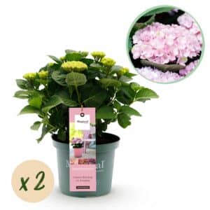 Green boutiQ - Plante de terrasse - Hortensia - Hydrangea Magical Revolution Pink - Rose - 6-10 Fleurs - 2 Plantes - Pot 23cm Hauteur 55cm