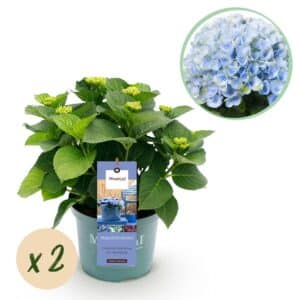 Green boutiQ - Plante de patio - Hortensia - Hydrangea Magical Revolution Blue - Bleu - 6-10 fleurs - 2 plantes - Pot 23cm Hauteur 55cm