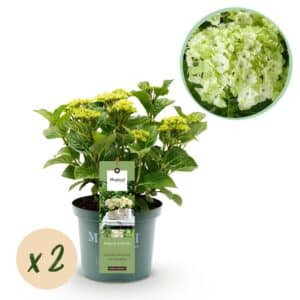 Green boutiQ - Plante de patio - Hortensia - Hydrangea Magical Nobless - Blanc - 6-10 fleurs - 2 plantes - Pot 23cm Hauteur 55cm