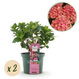 Green boutiQ - Plante de patio - Hortensia - Hydrangea Magical Green Fire - Rose Vert - 6-10 Fleurs - 2 Plantes - Pot 23cm Hauteur 55cm