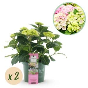 Green boutiQ - Plante de patio - Hortensia - Hydrangea Magical Jewel Pink - Rose - 6-10 fleurs - 2 plantes - Pot 23cm Hauteur 55cm
