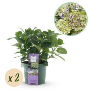 Green boutiQ - Plante de patio - Hortensia - Hydrangea Magical Jewel Blue - Bleu - 6-10 fleurs - 2 plantes - Pot 23cm Hauteur 55cm