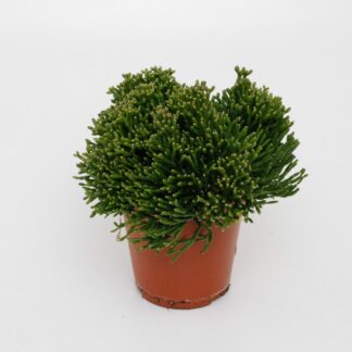 Hatiora Salicorniodes - Ø12cm - ↕15cm