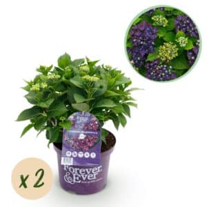 Green boutiQ - Plante de patio - Hortensia - Hydrangea Forever & Ever - Violet - 7-12 fleurs - 2 plantes - Pot 23 cm Hauteur 55 cm