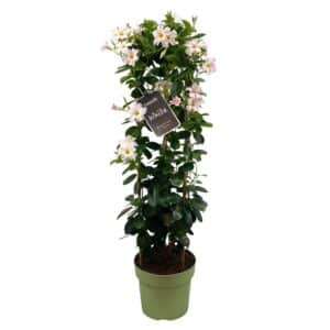 Mandevilla Sundaville Blanc en Tour (Dipladenia) - Ø24cm - ↕95cm