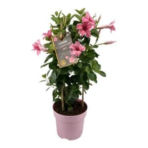 Mandevilla Sundaville Flamingo Pink en tour (Dipladenia) - Ø17cm - ↕55cm