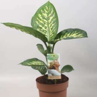 Dieffenbachia Tropic Snow - Ø17cm - ↕60cm