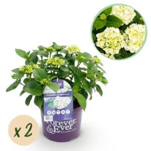 Green boutiQ - Plante de patio - Hortensia - Hydrangea Forever & Ever - Blanc - 7-12 fleurs - 2 plantes - Pot 23 cm Hauteur 55 cm