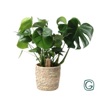 Monstera en panier, feuille de palmier - Ø 21 cm - ↕ 60 cm