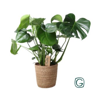 Monstera en panier naturel - Ø21cm - ↕60cm