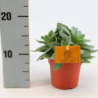 Senecio Céphalophore - Ø10,5cm - ↕15cm