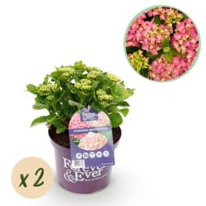 Green boutiQ - Plante de patio - Hortensia - Hydrangea Forever & Ever - Rose - 7-12 fleurs - 2 plantes - Pot 23 cm Hauteur 55 cm