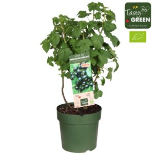 Ribes Low 'Little Black Sugar' Bio - Cassis - Ø23cm - ↕50cm