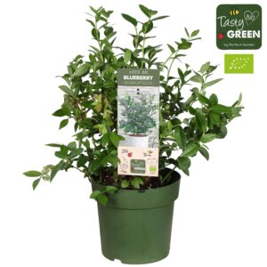 Vaccinium Cor. 'Bingo Blue' Bio - Myrtille - Ø 23 cm - ↕ 50 cm