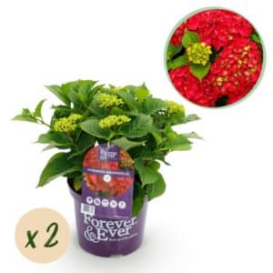 Green boutiQ - Plante de patio - Hortensia - Hydrangea Forever & Ever - Rouge - 7-12 fleurs - 2 plantes - Pot 23 cm Hauteur 55 cm
