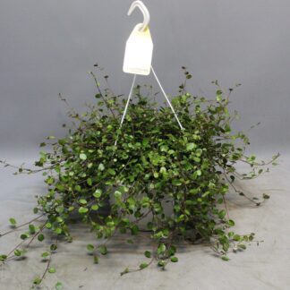 Muehlenbeckia CLOUD OF LOVE - Ø22cm - ↕35cm