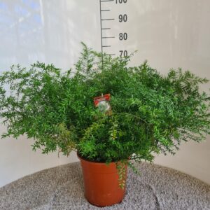 Asperge Densiflorus Cwebe - Ø27cm - ↕65cm