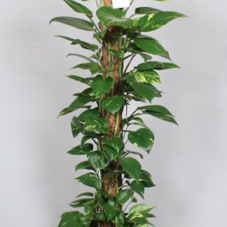 Bâton de mousse Epipremnum Pinnatum 120 cm Scindapsus - Ø 24 cm - ↕ 120 cm