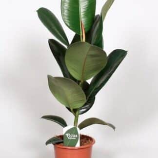 Ficus Elastica Robusta - Ø17cm - ↕65cm