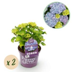 Green boutiQ - Plante de patio - Hortensia - Hydrangea Forever & Ever - Bleu - 7-12 fleurs - 2 plantes - Pot 23 cm Hauteur 55 cm