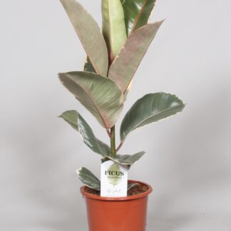 Ficus Elastica Tineke - Ø17cm - ↕60cm